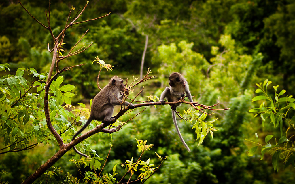 Monkey Island, Padang Padang -Bali